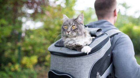 Train your cat to use its backpack